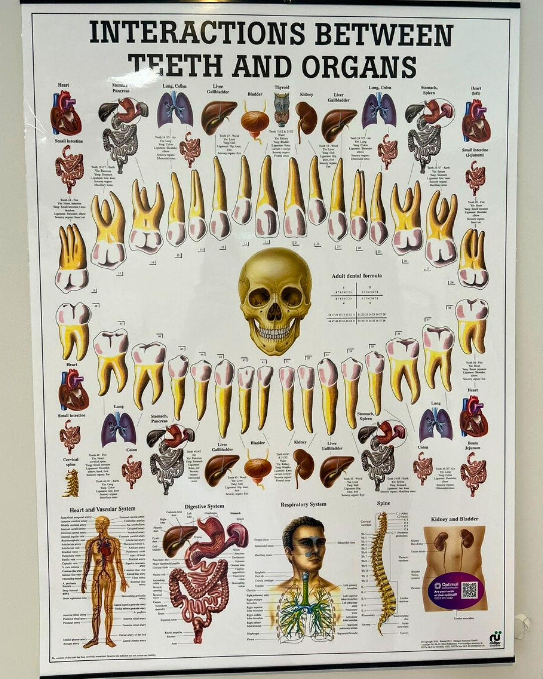 chinese meridian chart